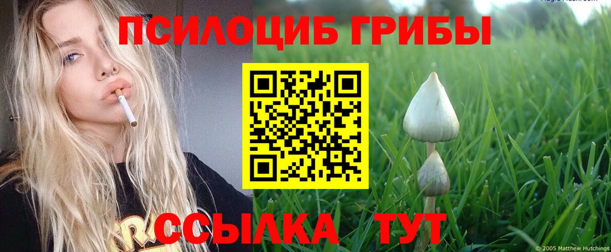 Галлюциногенные грибы Psilocybe Краснознаменск